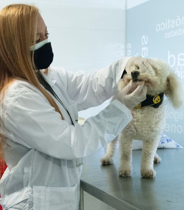 Foto-ICA-Inspeccion-mascotas.jpg
