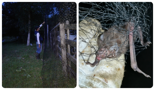 El ICA y productores de Vaupés unen esfuerzos para prevenir rabia de origen silvestre