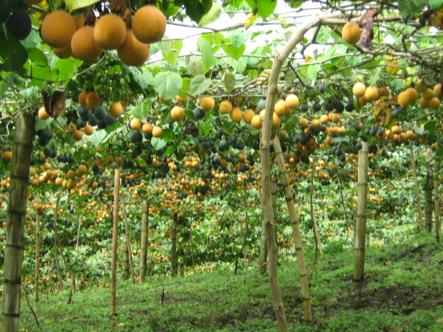 ICA le pone paraguas a cultivos del Huila afectados por ola invernal