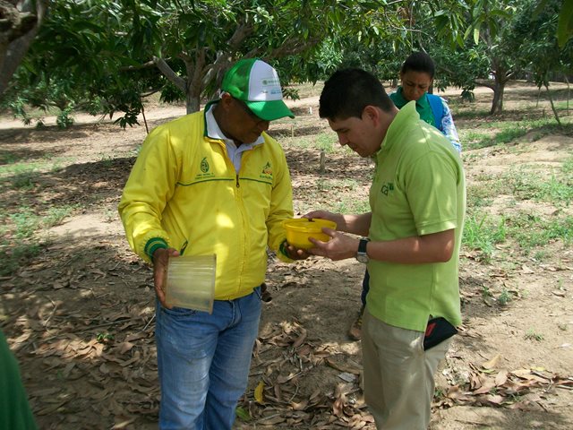 Productores de fruta del Magdalena recibieron acompañamiento del ICA para certificarse en Buenas Prácticas Agrícolas