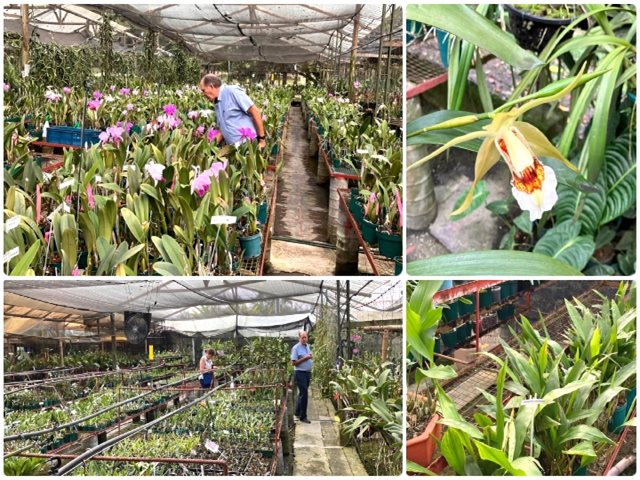Vivero orquídeas del Valle