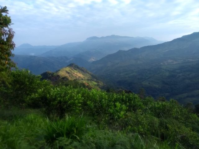 El ICA mantiene la vigilancia del caracol gigante africano, en Cundinamarca