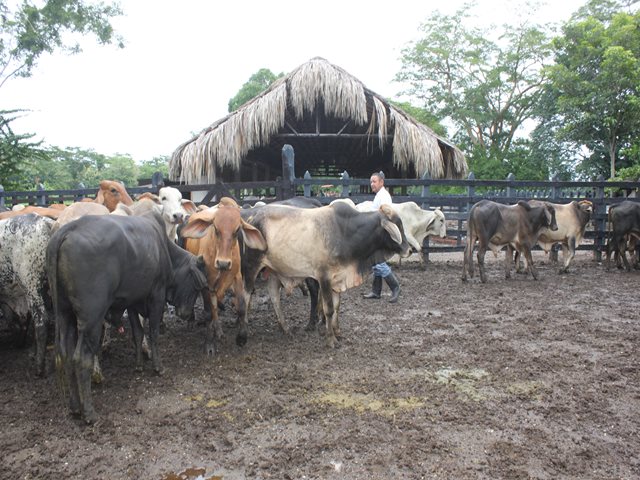 El Huila tiene nuevos hatos libres en brucelosis y tuberculosis bovina 