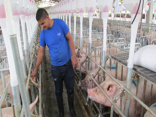 Porcicultores de Cundinamarca mantienen el estatus contra la Peste Porcina Clásica 