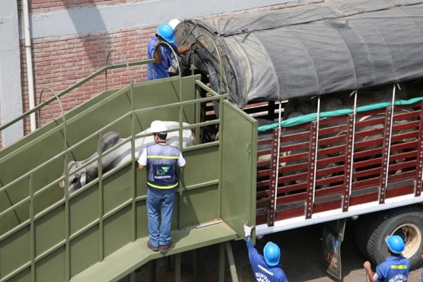 Por primera vez en la historia bovinos colombianos pisarán continente asiático