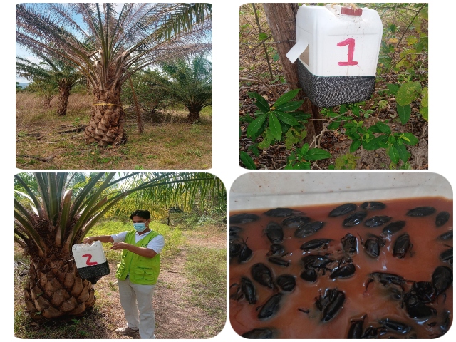El ICA Seccional Guajira realiza Inspección, Vigilancia Y Control Fitosanitario En Cultivos De Palma De Aceite
