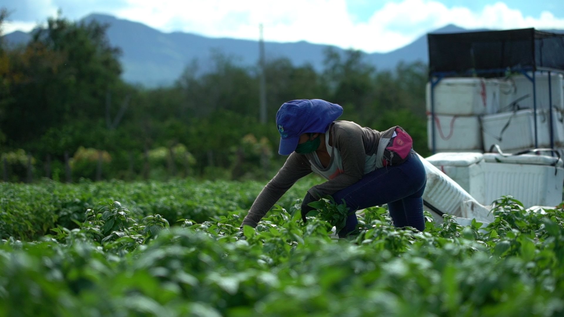 Mujer en cultivo de aromaticas