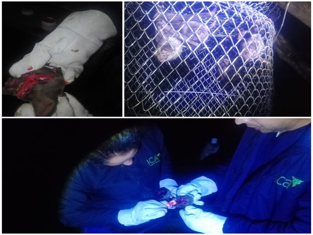 El Instituto atendió caso de rabia de origen silvestre en Norte de Santander 