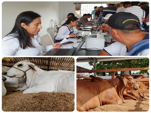 El ICA avanza en normalizar la prestación del servicio de expedición de guías sanitarias de movilización animal