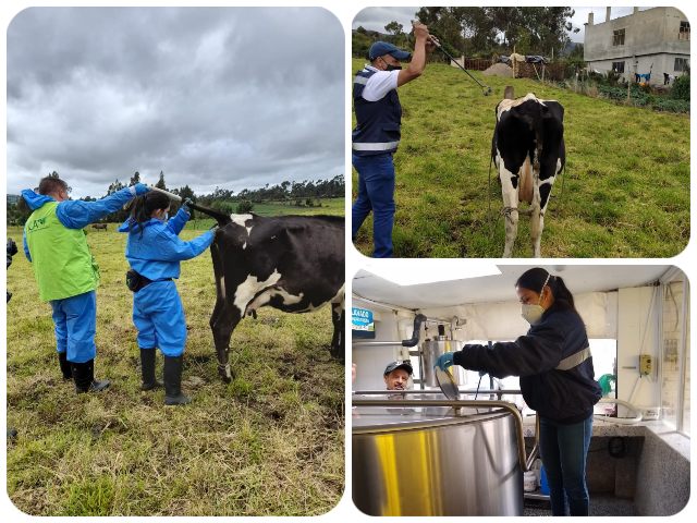 El ICA avanza con las labores de saneamiento en predios bovinos del Nariño
