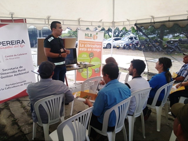 El ICA y productores de Risaralda trabajan para evitar la llegada del HLB de los cítricos al departamento