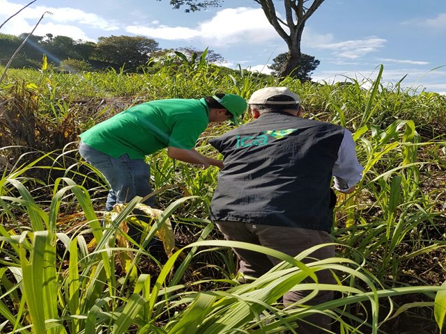 En Boyacá, el ICA adelanta acciones estratégicas de vigilancia fitosanitaria en cultivos de caña panelera 