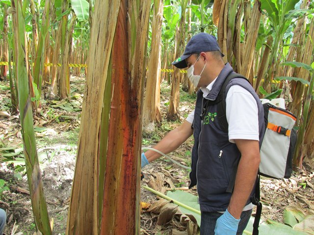 El ICA declaró estado de emergencia  por presencia de  mosca blanca espiral en Quindío y Risaralda