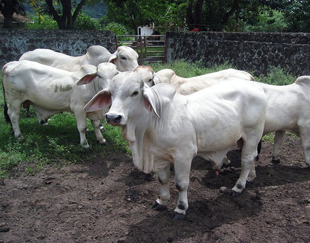 Del 5 de noviembre al 19 de diciembre, segundo ciclo de vacunación contra Fiebre aftosa y Brucelosis bovina