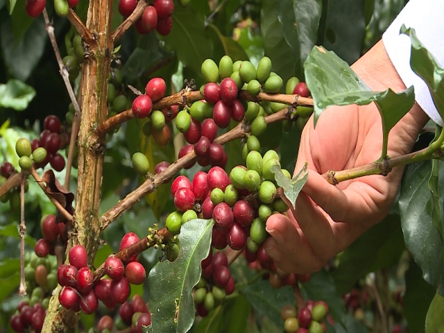 Admisibilidad de grano de café verde a Trinidad y Tobago.