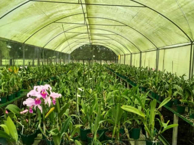 Foto-ICA-Inspeccion-de-Orquideas-para-exportacion-a-Alemania-2.jpg
