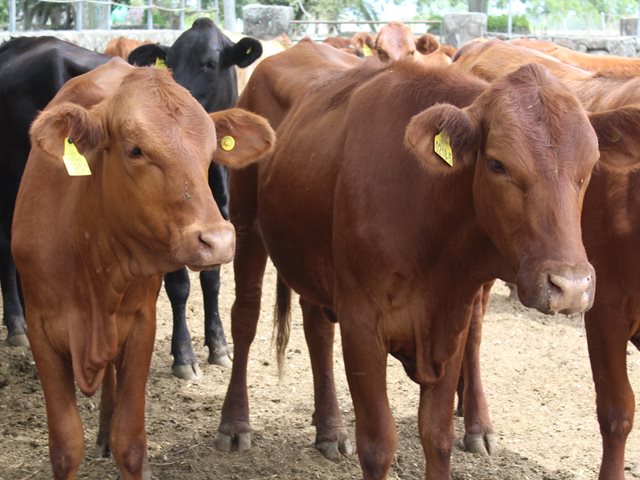 El ICA en el Huila avanza en el programa de trazabilidad bovina y bufalina, IdentifICA