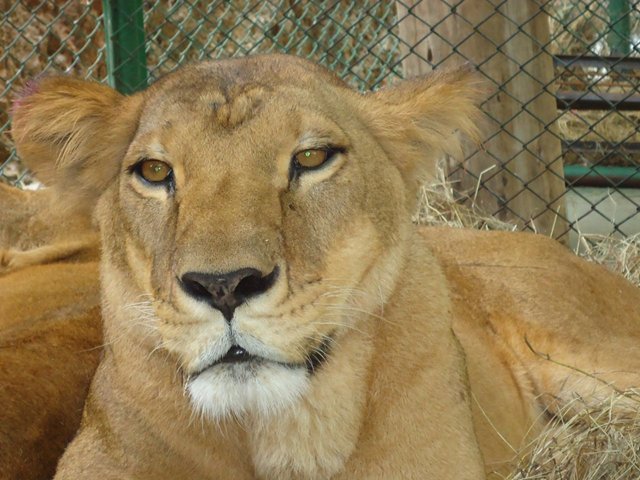 El ICA certificó las condiciones sanitarias para la exportación de 9 leones que serán liberados en santuario natural de Sudáfrica 