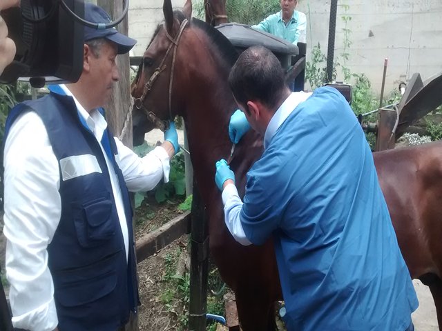 El ICA realizó jornada de vacunación contra la encefalitis equina venezolana en Pacho, Cundinamarca