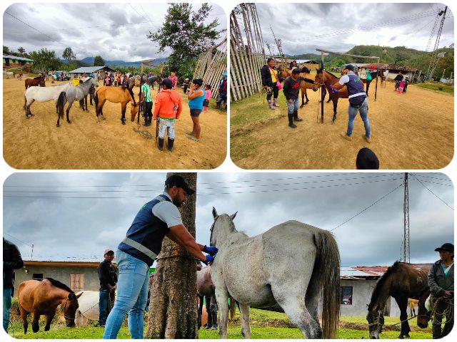 Jornadas de vacunación contra la EEV en resguardos indígenas del Cauca.
