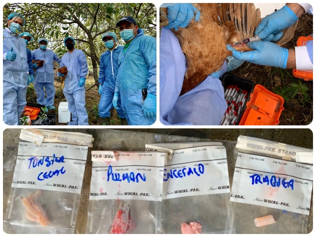 En el Huila, personal del ICA se entrena en atención de notificación de enfermedades avícolas para mantener la sanidad del sector