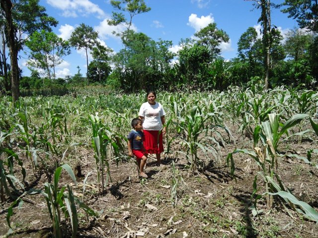ICA inicia plan de choque para mitigar impactos que el invierno causó en el sector agropecuario del Putumayo
