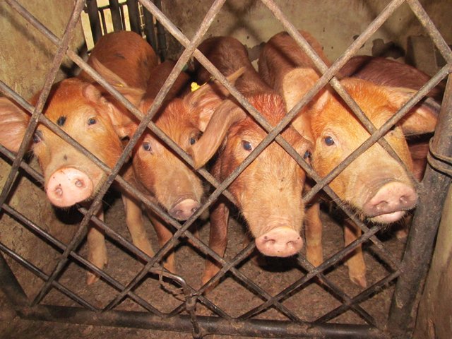 El ICA y las principales autoridades del Meta unidas por la producción porcícola