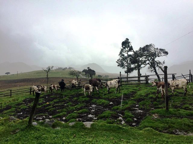 El ICA recertificará como predios libres de tuberculosis bovina a predios productores del Cauca