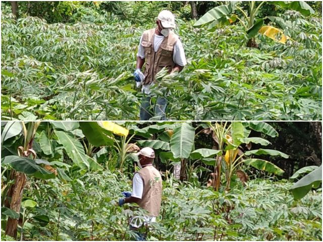 Inspección de cultivos de yuca en San Andrés