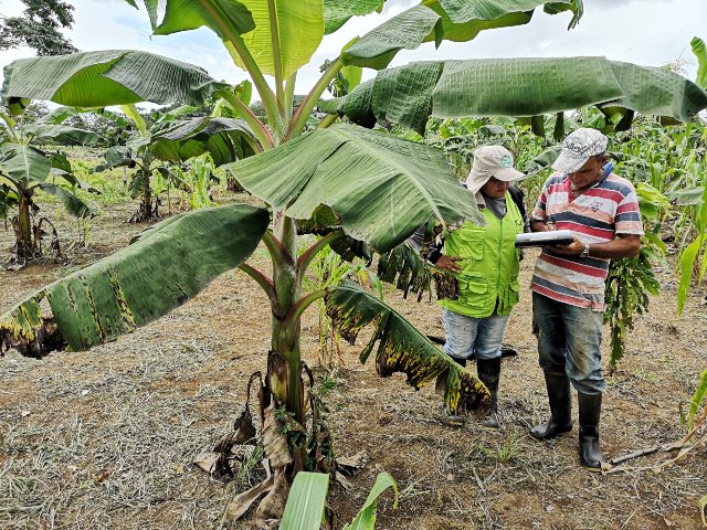 En el Guaviare, el ICA refuerza las visitas de inspección y control a los cultivos de plátano y banano de la región
