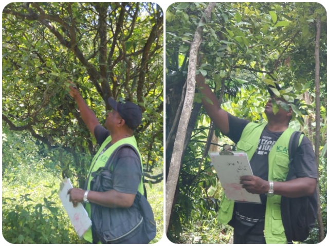 La producción de cítricos en San Andrés cuenta con la vigilancia y control del ICA