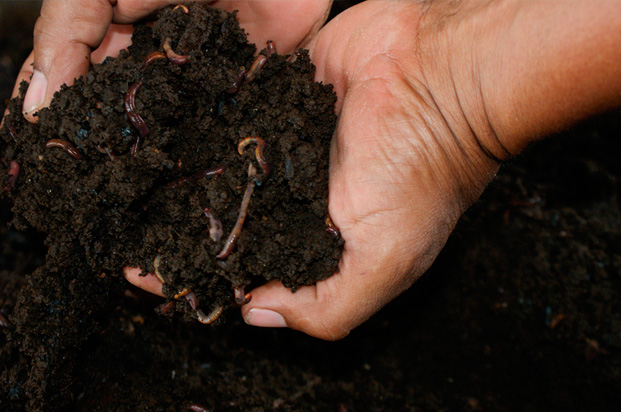 El ICA socializa con agricultores las guías de  elaboración de abonos orgánicos 