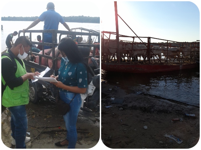 Verificación de bovinos en muelle principal de Inírida