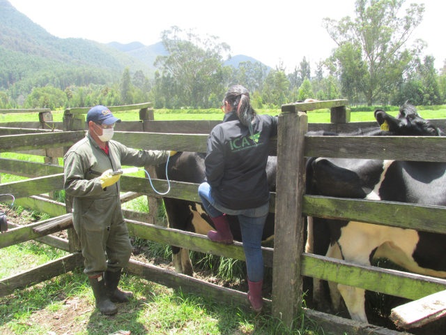 Llamado urgente hace el Minagricultura para que ganaderos vacunen contra la fiebre aftosa y brucelosis bovina