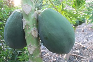 Ante-cambios-bruscos-en-las-temperaturas-el-ICA-alerta-a-productores-agropecuarios-en-todo-el-pais-5-1.JPG