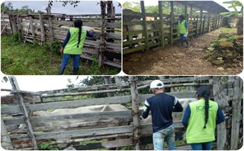 Verificación de bovinos y porcinos en predios de Guainía. 