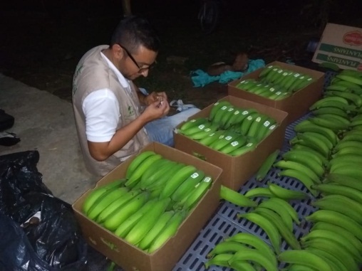 Con el envío de 1.500 kilos de plátano, pequeños productores de Caicedonia avanzan hacia la conquista de nuevos mercados 