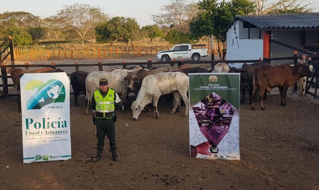 Nuevo golpe del CIIIP contra el contrabando agropecuario en zona fronteriza del país