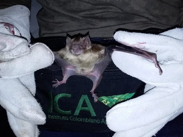 Inician jornadas de captura de murciélagos hematófagos en el municipio de Juradó, Chocó