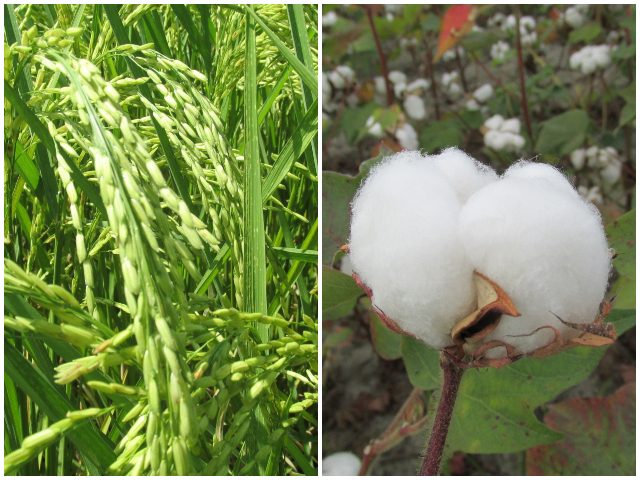 Cultivo de arroz.y algodón.