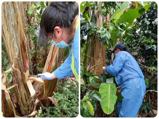 Toma de muestra en cultivos de plátano y banano del Nariño