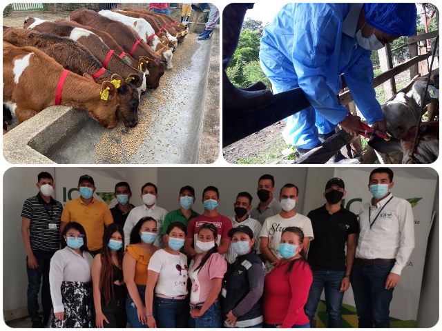 La identificación animal en Norte de Santander contribuye a competitividad de la ganadería  