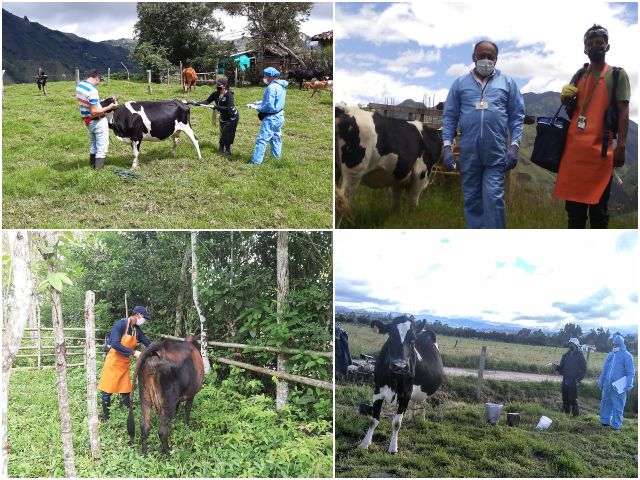 En Nariño, el ICA supervisó el desarrollo del 1er ciclo de vacunación contra la fiebre aftosa 