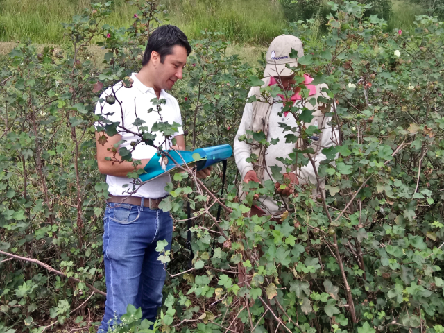 Se definieron las fechas para el ciclo de siembra de algodón 2019, en el Valle del Cauca