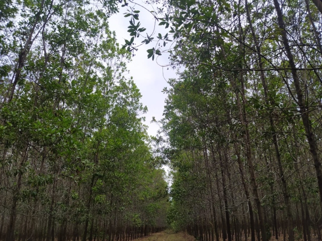 El ICA alerta por pérdida de certificados para movilizar productos de transformación primaria forestal en Vichada