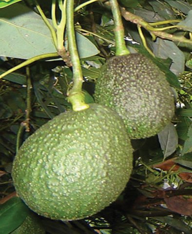 El ICA evalúa prevalencia de plagas cuarentenarias en cultivos de aguacate hass de Antioquia y Tolima