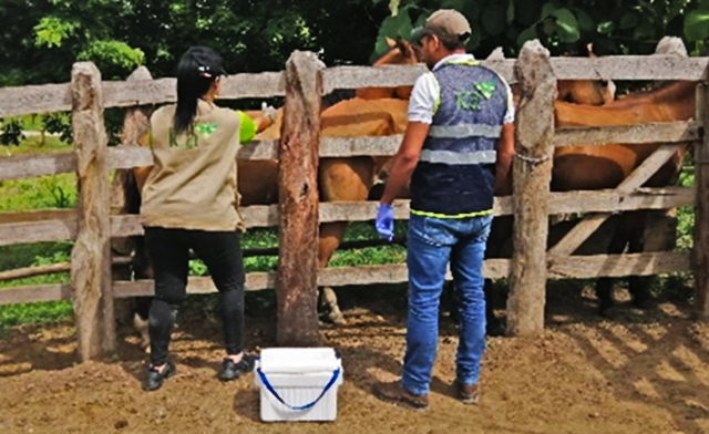 Jornadas de vacunación en el Atlántico para prevenir la encefalitis equina venezolana