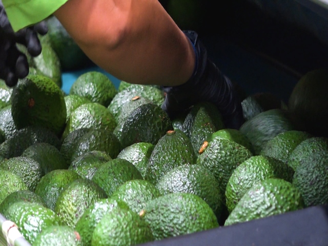 Inspección planta empacadora de aguacate Hass