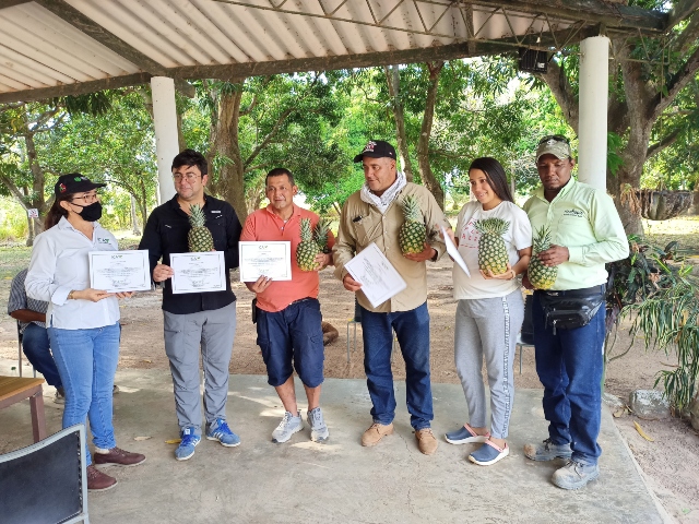Los cultivos de piña del Cesar