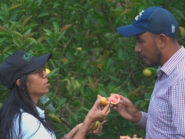 De la guayaba al bocadillo: una historia que nace en el campo y llega al mundo 